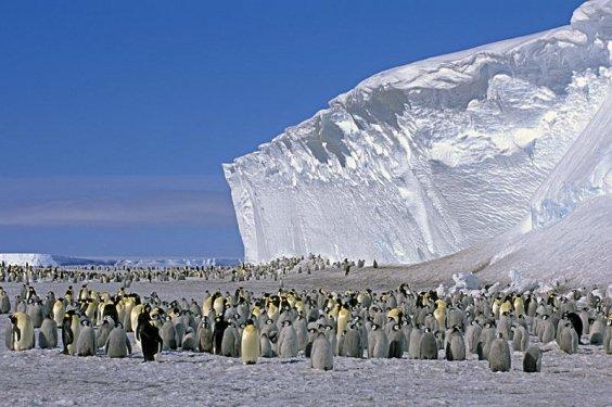 İmparator penguen kolonisi ikiye ayrıldı