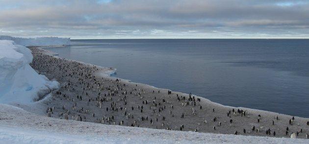 İmparator penguen kolonisi ikiye ayrıldı