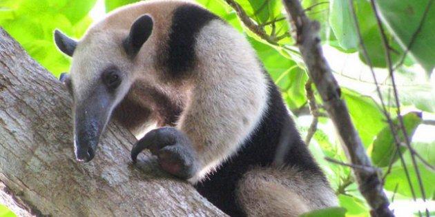 Nesli tehlikede olan 8 hayvan türü klonlanacak