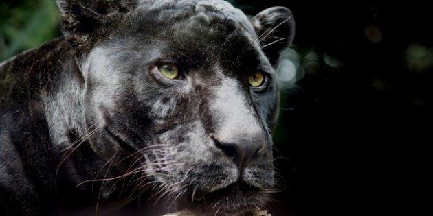 Nesli tehlikede olan 8 hayvan türü klonlanacak