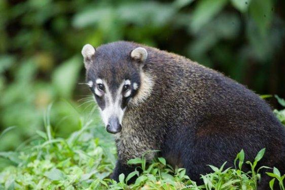 Nesli tehlikede olan 8 hayvan türü klonlanacak
