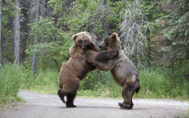 Boz ayıların yemek kavgası