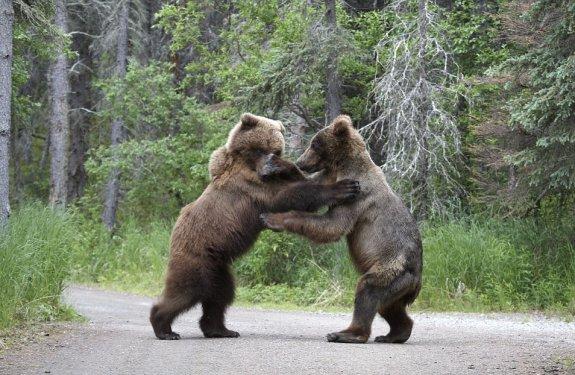 Boz ayıların yemek kavgası