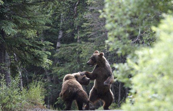 Boz ayıların yemek kavgası
