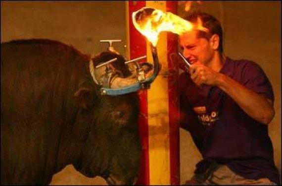 Boğaları diri diri yaktılar