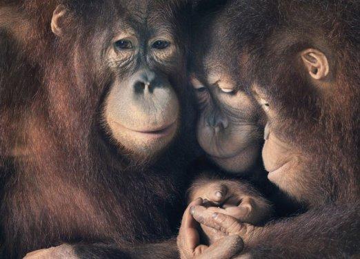 Hayvanların portre fotoğrafları