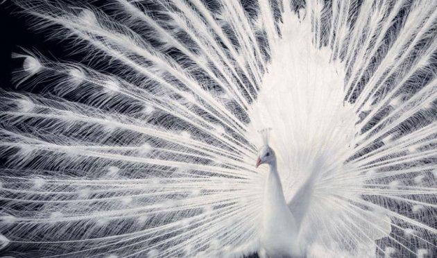 Hayvanların portre fotoğrafları