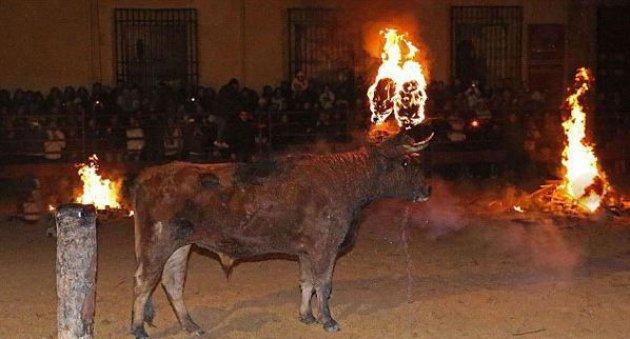 Boğaları diri diri yaktılar