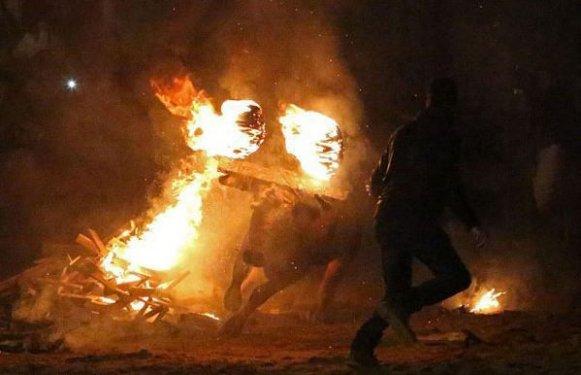 Boğaları diri diri yaktılar