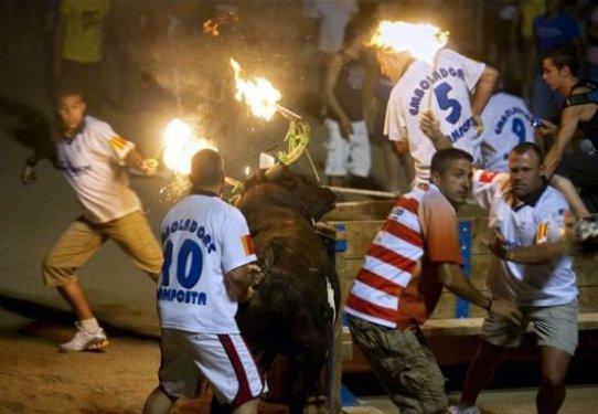 Boğaları diri diri yaktılar