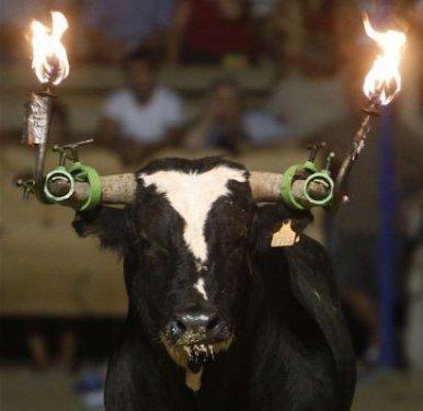 Boğaları diri diri yaktılar