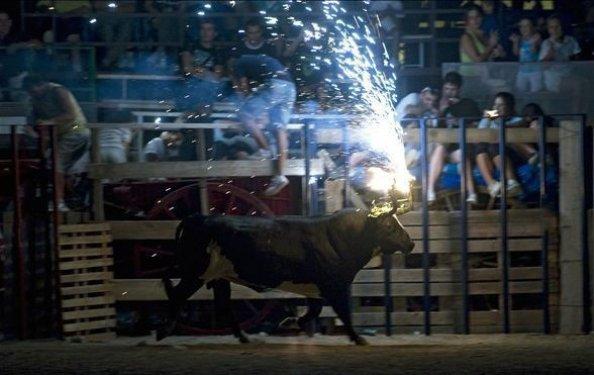 Boğaları diri diri yaktılar