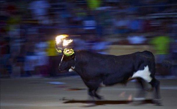 Boğaları diri diri yaktılar