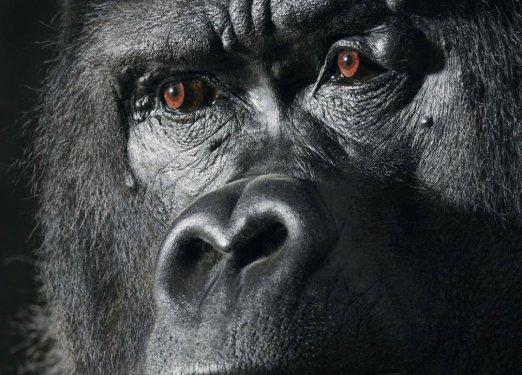 Hayvanların portre fotoğrafları