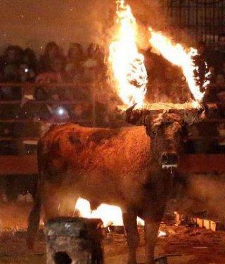 Boğaları diri diri yaktılar