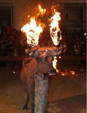 Boğaları diri diri yaktılar