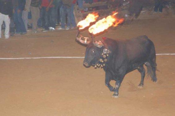 Boğaları diri diri yaktılar