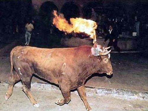 Boğaları diri diri yaktılar