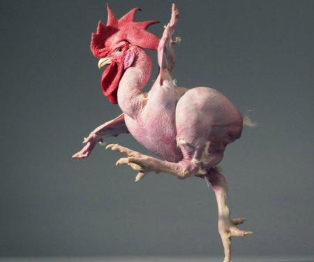 Hayvanların portre fotoğrafları