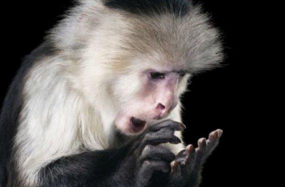 Hayvanların portre fotoğrafları