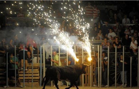 Boğaları diri diri yaktılar