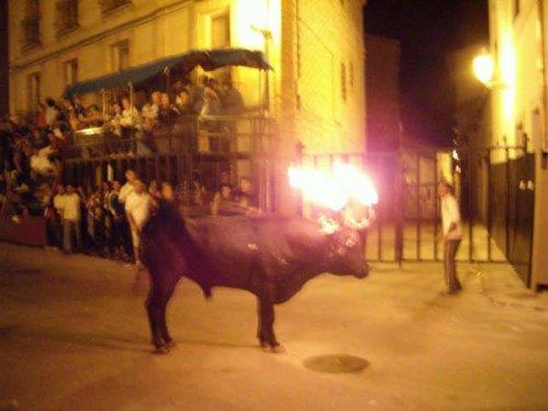 Boğaları diri diri yaktılar