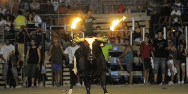 Boğaları diri diri yaktılar