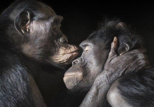 Hayvanların portre fotoğrafları