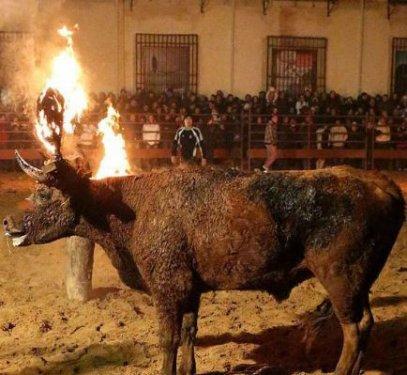 Boğaları diri diri yaktılar