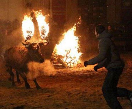 Boğaları diri diri yaktılar