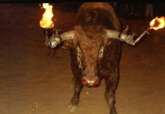 Boğaları diri diri yaktılar