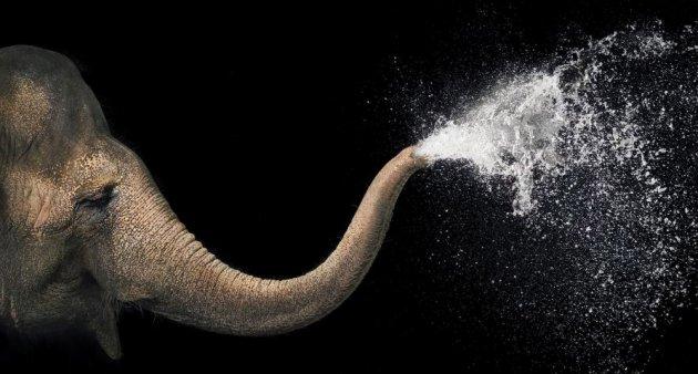 Hayvanların portre fotoğrafları