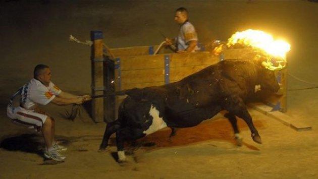 Boğaları diri diri yaktılar