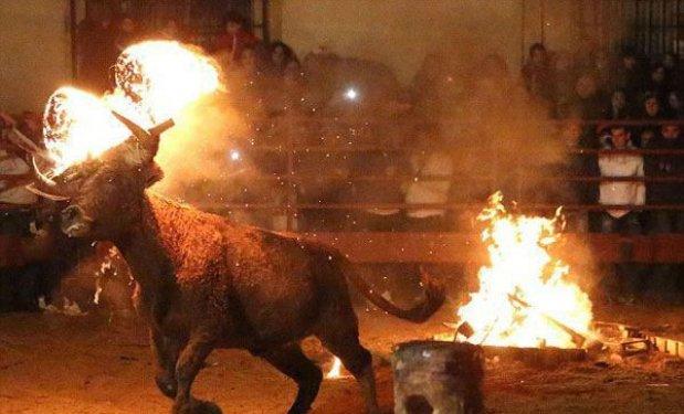 Boğaları diri diri yaktılar