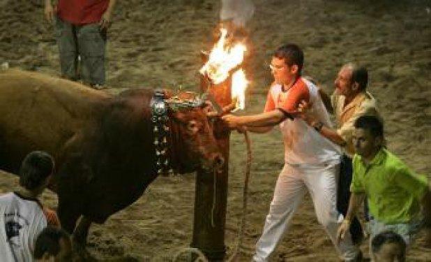 Boğaları diri diri yaktılar