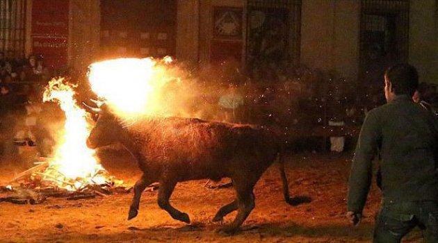 Boğaları diri diri yaktılar