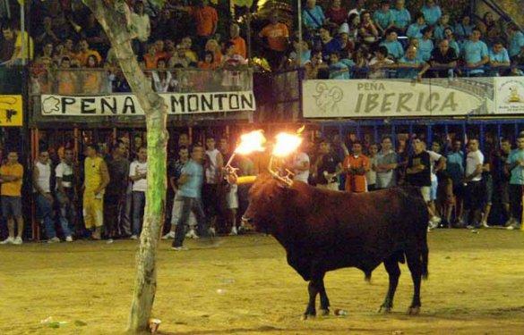 Boğaları diri diri yaktılar