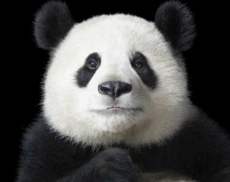 Hayvanların portre fotoğrafları