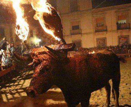 Boğaları diri diri yaktılar