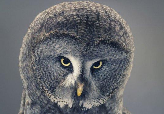 Hayvanların portre fotoğrafları