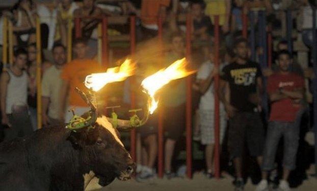 Boğaları diri diri yaktılar