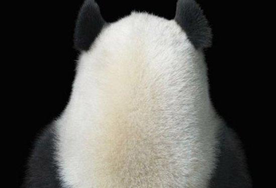 Hayvanların portre fotoğrafları