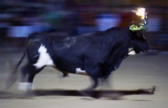 Boğaları diri diri yaktılar