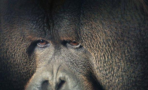 Hayvanların portre fotoğrafları