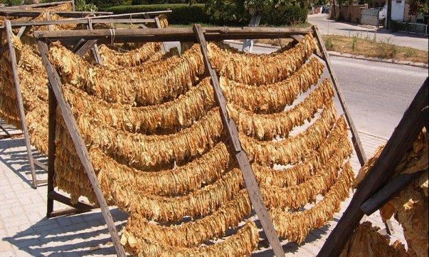 Sigaranın Amerika'nın keşfine uzanan tarihçesi