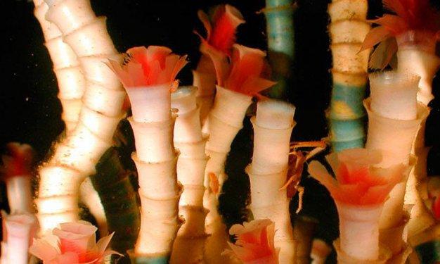 İnsandan daha uzun yaşayan hayvanlar