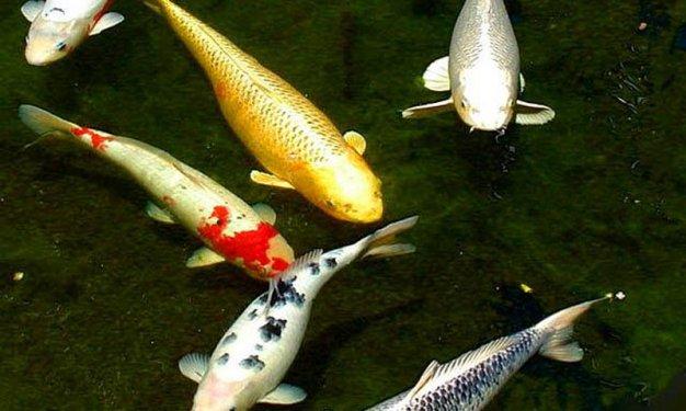 İnsandan daha uzun yaşayan hayvanlar