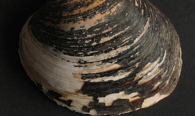 İnsandan daha uzun yaşayan hayvanlar