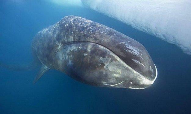 İnsandan daha uzun yaşayan hayvanlar