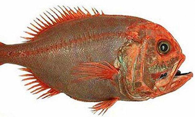 İnsandan daha uzun yaşayan hayvanlar